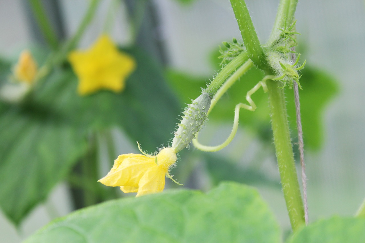 cucumber, little pickle, blooms-3579227.jpg