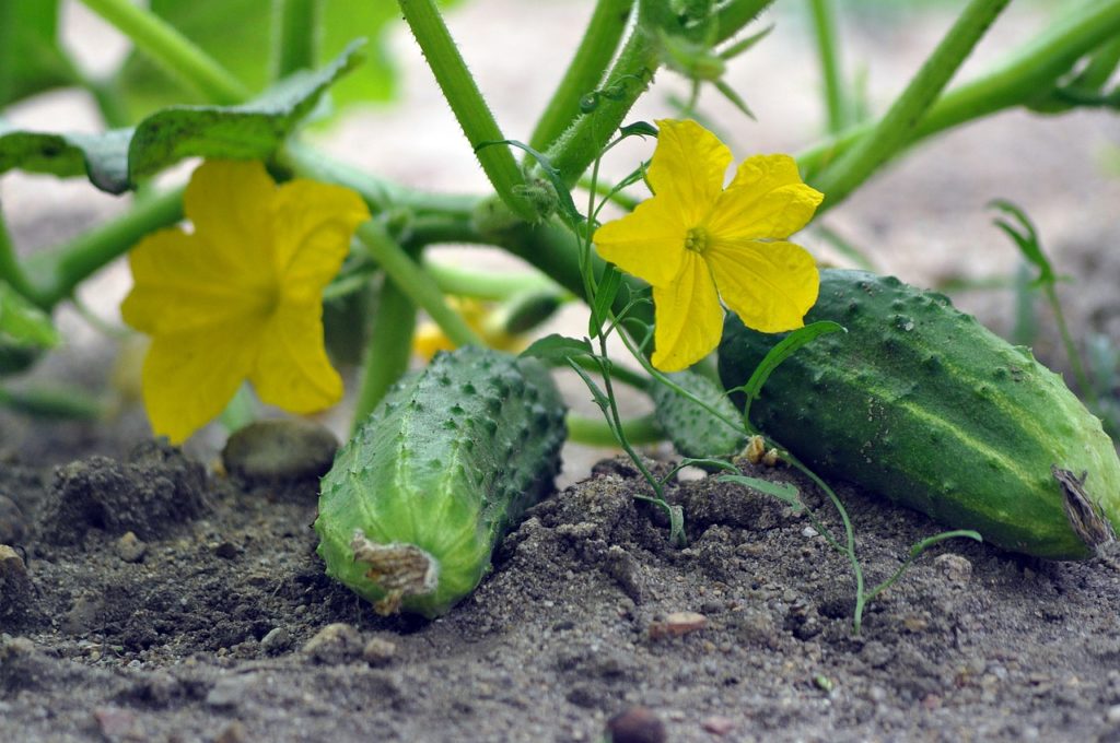 cucumbers, vegetables, garden-7326669.jpg