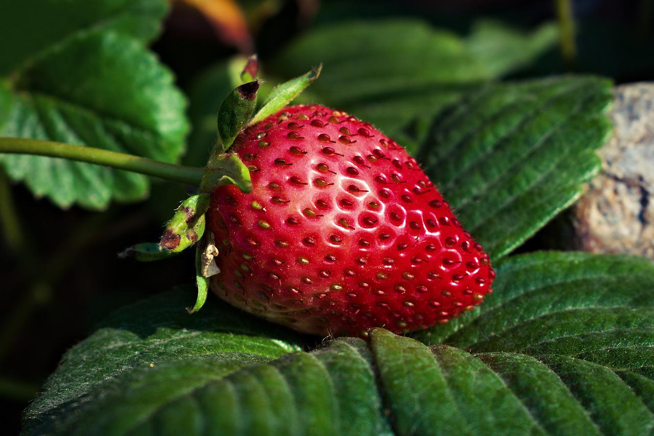 strawberry, fruit, food-6648685.jpg