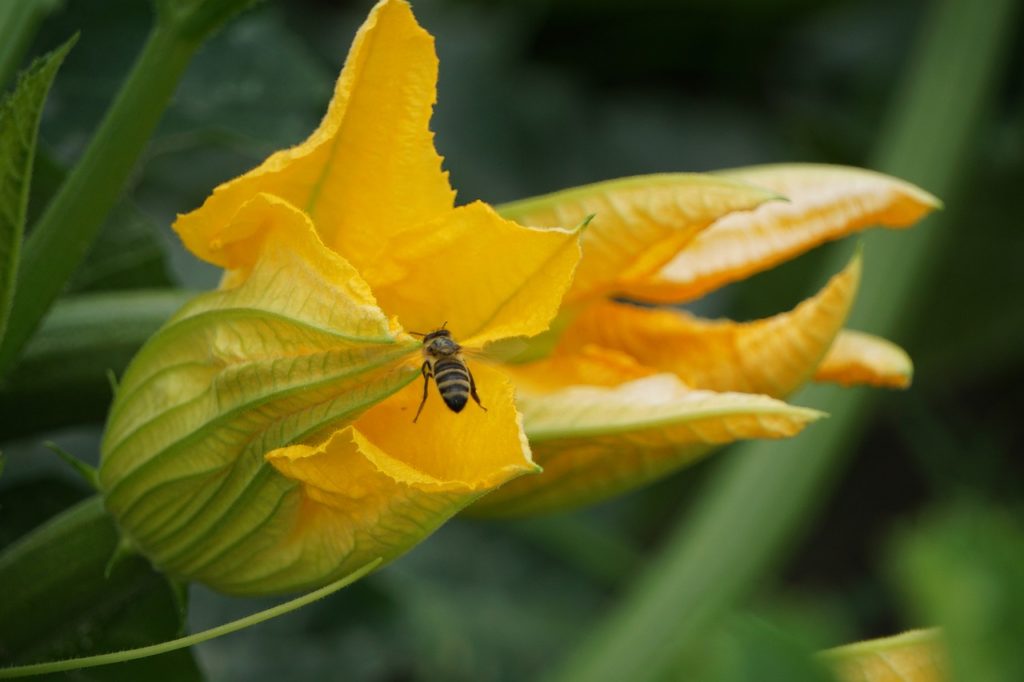 zucchini, zucchetti, zucchini blossom-5357544.jpg